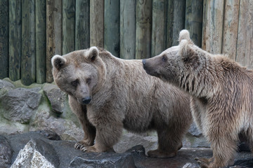 The bear is a curious mammal animal