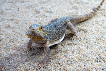 Brown lizard