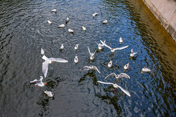 Feeding of flock of white seagull birds