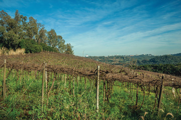 Fototapeta na wymiar Leafless grapevines on vineyard and skyline