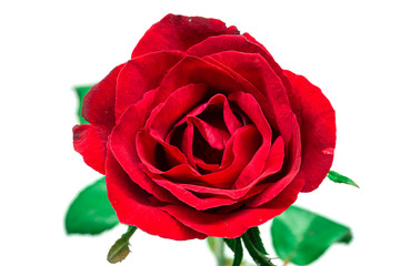 Beautiful red rose flower isolated on white background top view