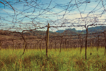 Obraz premium Detail of leafless grapevines in a vineyard