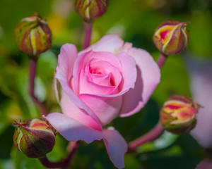 Momma and Her Family