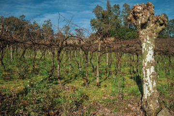 Fototapeta na wymiar Landscape of leafless grapevines in a vineyard