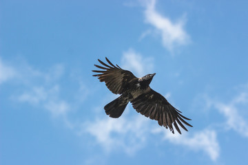 Bird flying in blue sky