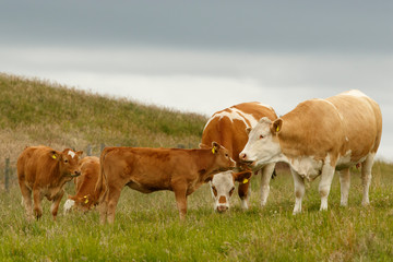 Fototapeta na wymiar Cattle (Bos taurus) grazing on field, Scotland, United Kingdom.
