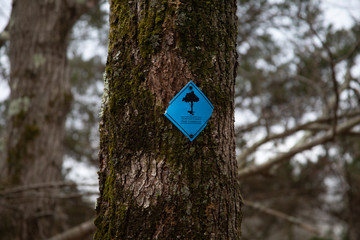 Fototapeta premium Trail Blaze on a tree