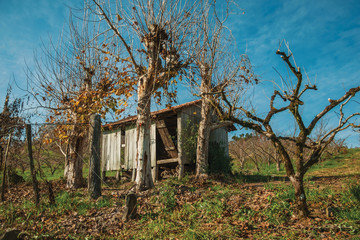 Obraz premium Rural landscape with a shabby shack next to trees