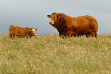 Cattle (Bos taurus) grazing on field, Scotland, United Kingdom.