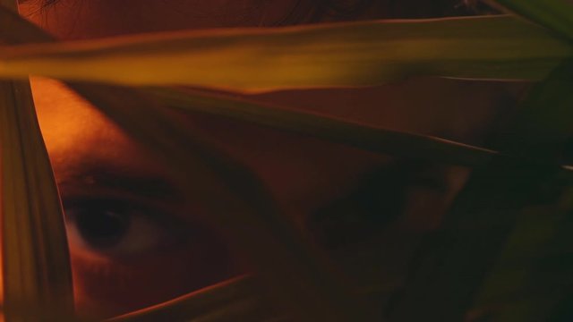 Big eyes watching hidden in bush in red and green lights, dark environment, selctive focus, concept, a rapist on my way