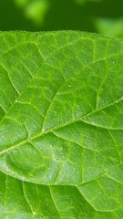 Fototapeta na wymiar a leaf up close
