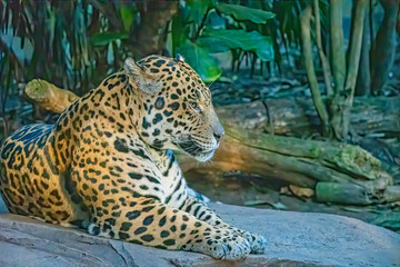 Fototapeta na wymiar male Jaguar big cat laying on a rock