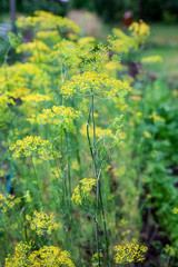 Flowering dill (Fennel) herbs
