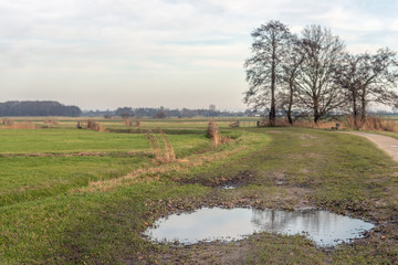 Bare trees reflected in the water surface of the large puddle in the side of the path. The photo...