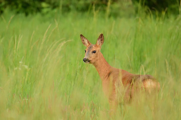 Beautiful Deer