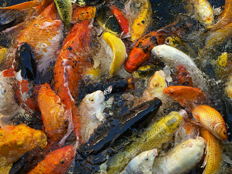 Koi Karpfen