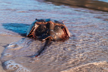 Horseshoe Crab entering the Ocean Waves