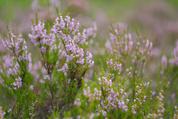 lilac purple flowers of blooming heather in the forest
