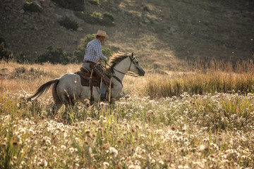 Cowboy on Grey Horse