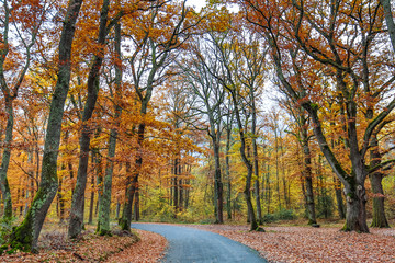 Fototapeta premium Autumn and forest