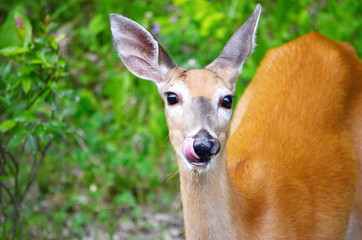 White Tailed Deer foraging in summer meadow.  