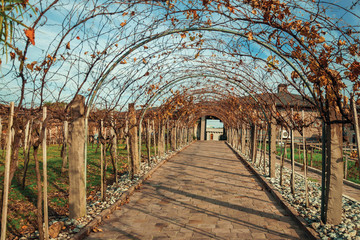 Pathway and autumnal arbor with vine branches