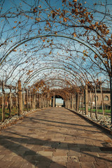 Fototapeta premium Pathway and autumnal arbor with vine branches