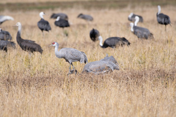 Family of sandhill cranes in Izumi city, Kagoshima prefecture, Japan