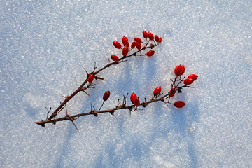 Berberitze rote wilde Beeren im Winter mit Eis, Schnee