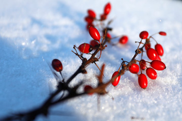 Berberitze rote wilde Beeren im Winter mit Eis, Schnee