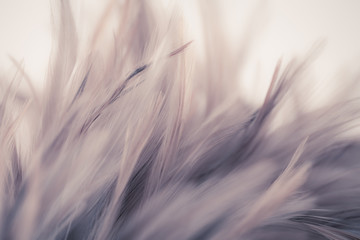 Vintage chicken feathers in soft and blur style for the background