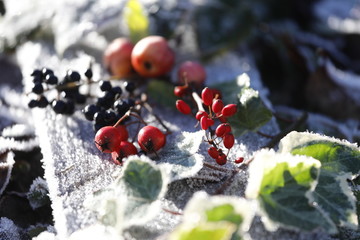 Garten Konzept Hintergrund Winter mit wilden Beeren, Wildobst wie Hagebutte, Berberitze, Weissdorn, Vogelbeere und Dekoration