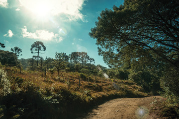 Fototapeta na wymiar Dirt pathway on wooded landscape and sunlight