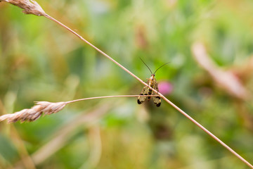 Scorpion fly Panorpa communis sits on a blade of grass