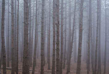 Obraz premium mysterious pine forest in the fog