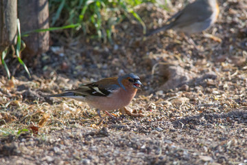 Chaffinch sits in front of a picket fence on the ground looking for food