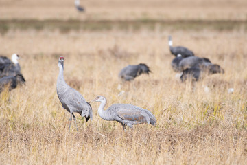 Sandhill cranes, parent and child, in Izumi city, Kagoshima prefecture, Japan