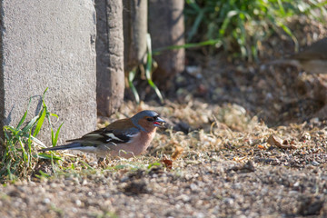 Chaffinch sits in front of a picket fence on the ground looking for food