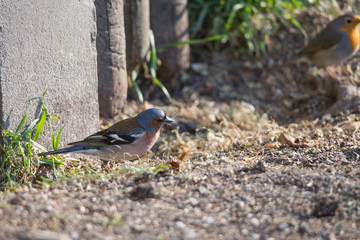 Chaffinch sits in front of a picket fence on the ground looking for food