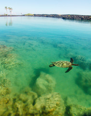 Fototapeta na wymiar Blue Lagoon Turtle Hideout Big Island Hawaii