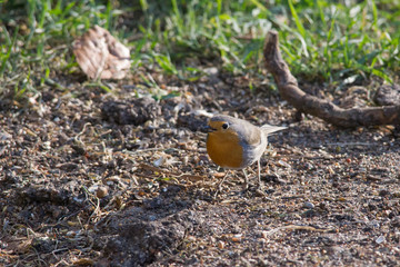 Robin sits in front of a picket fence on the ground looking for food