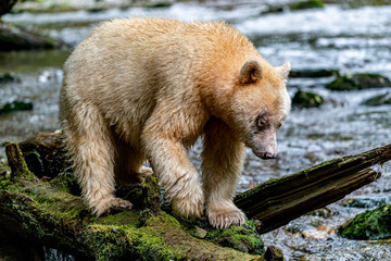 Spirit Bear Ma-ah Log Walker - A well known Spirit Bear, Ma-ah is balancing on a log as it searches...