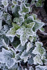 Efeu Blätter gefroren mit Eis-Kristall, Schnee, Frost als Winter Hintergrund.