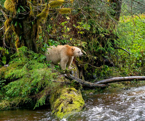 Spirit Bear Lookout - A Spirit Bear (known as Boss) emerges from the forest to look out over the creek for any salmon activity. Reordan Creek, Great Bear Rainforest, British Columbia, Canada.