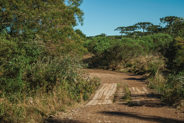 Fototapeta na wymiar Dirt pathway in a forest with wood walkway