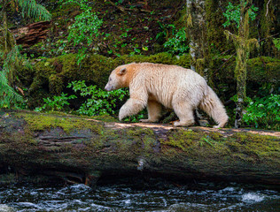Spirit Bear on Balance Beam