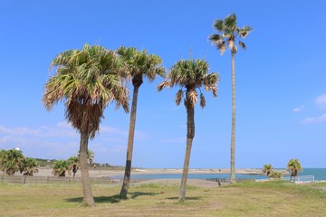 みやざき臨海公園    シュロがある風景