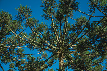 Detail of pine treetops branches