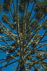 Detail of pine treetops branches