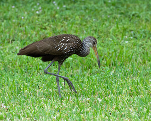 Rare brown limpkin with white spots and long legs and yellow beak is walking through green grass.